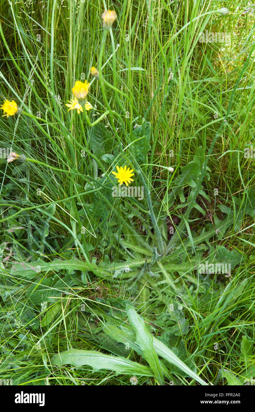 Hypochaeris radicata (Cat l orecchio), fiori gialli che cresce in erba Foto Stock