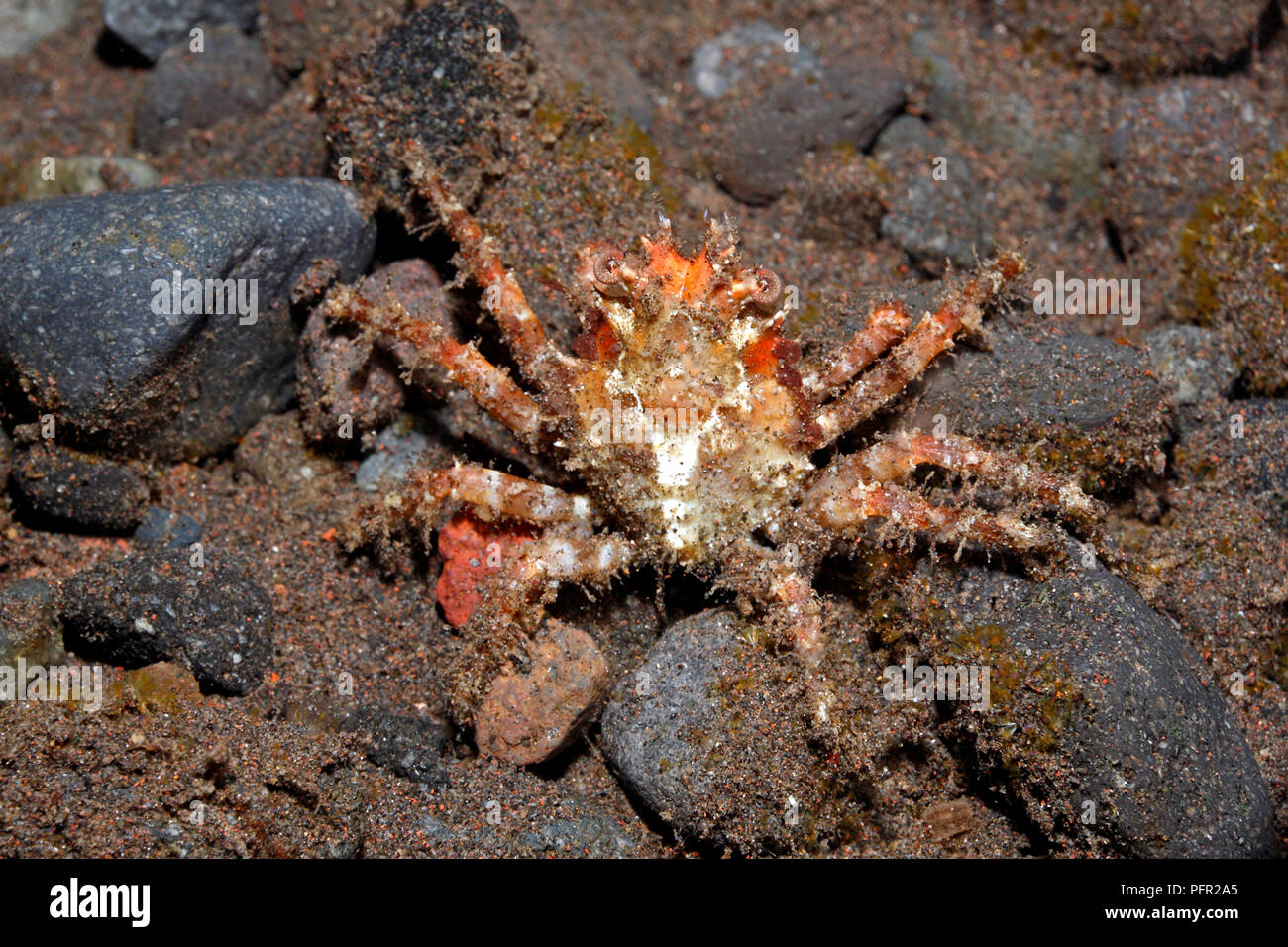 Granseola o Majoid Granchio, Herbstia sp. Tulamben, Bali, Indonesia. Mare di Bali, Oceano Indiano Foto Stock