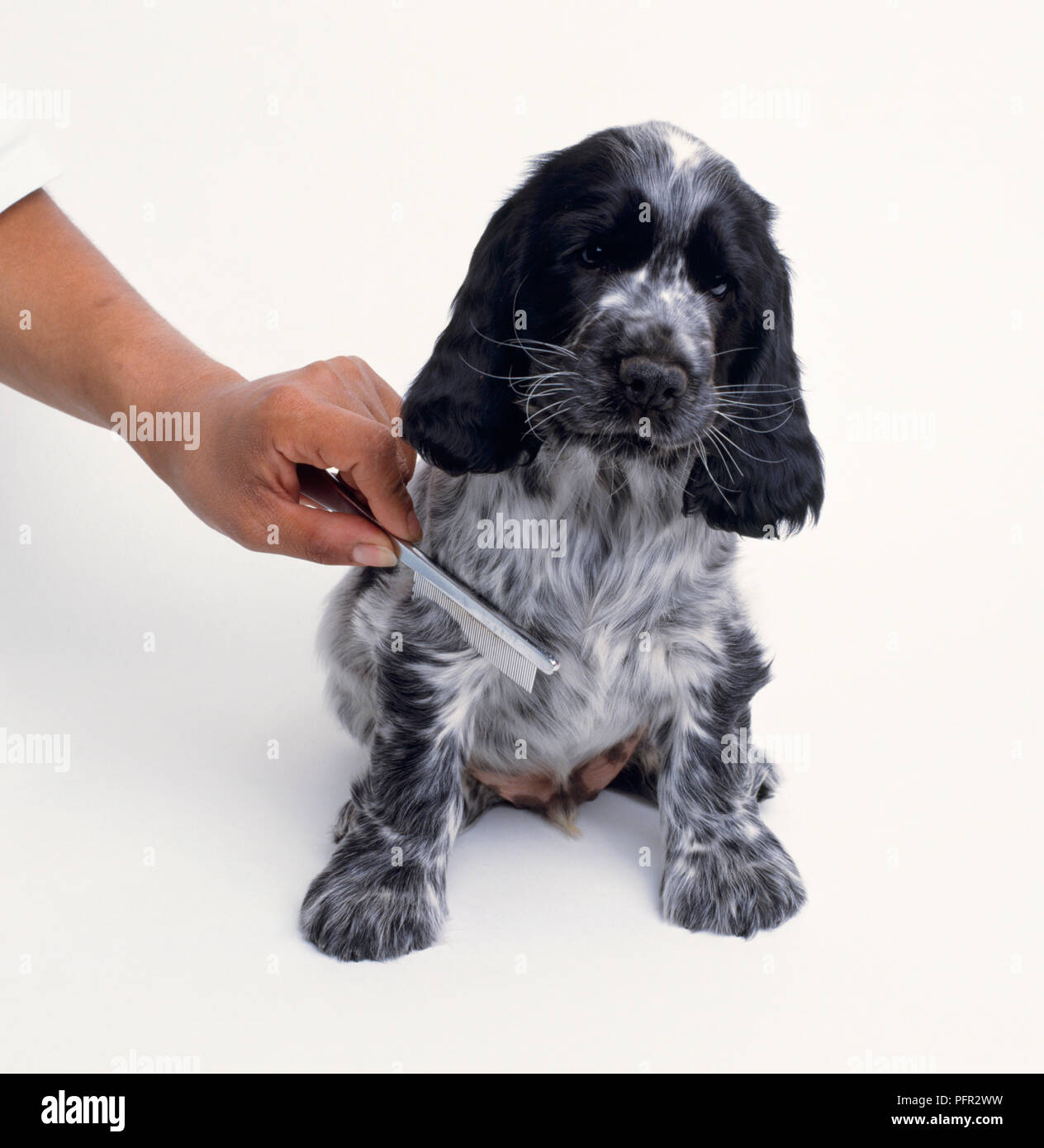Spaniel cucciolo spazzolato con un pettine di fine Foto Stock