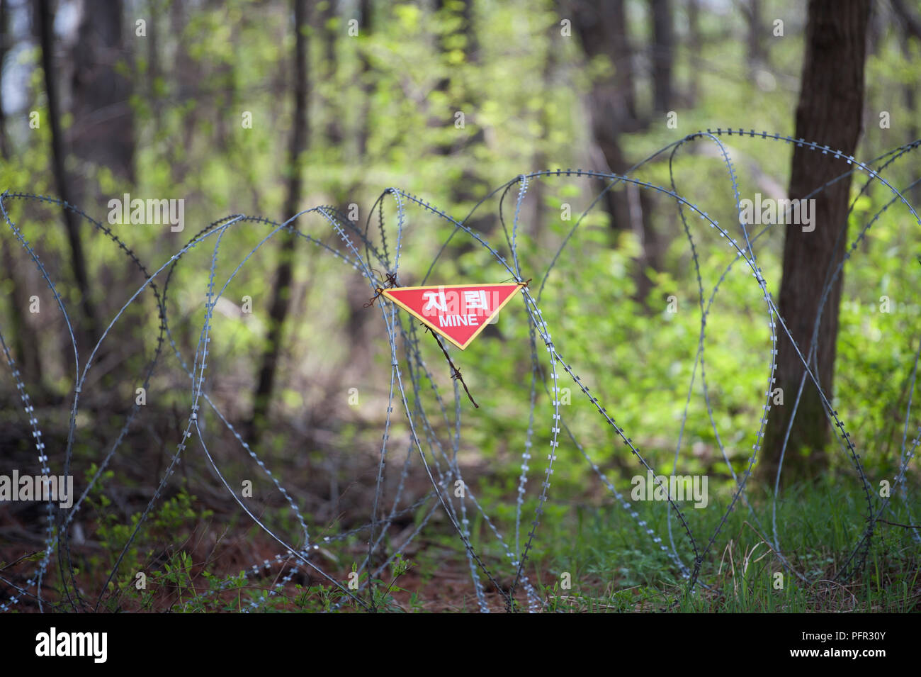 Corea del Sud, Seoul, zona demilitarizzata (DMZ), il filo spinato sul bordo del campo minato Foto Stock