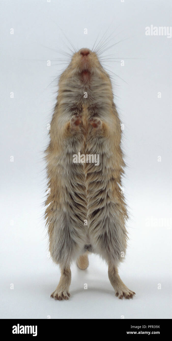 Gerbillo sulle zampe posteriori, rivolto in avanti Foto Stock