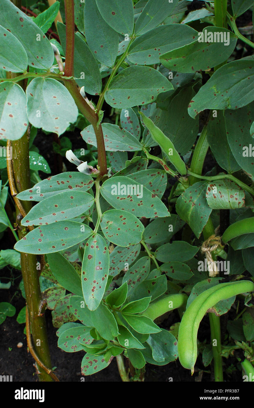 Ampia pianta di fagiolo che soffrono di fave macchia di cioccolato (round  macchie marroni) sulle foglie, causata dal fungo Botrytis fabae Foto stock  - Alamy