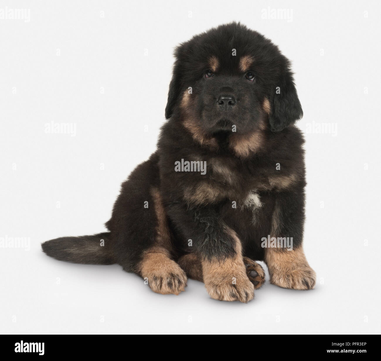 Il Mastino tibetano cucciolo, nero e marrone, 8 settimane Foto stock - Alamy