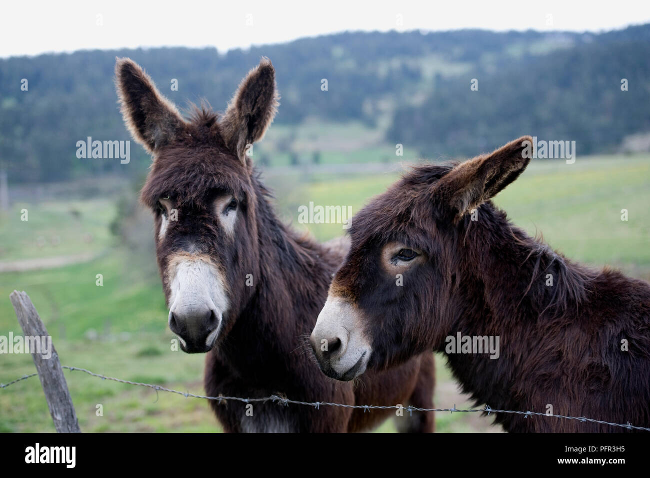 Francia, Marsanne villaggio, due asini marrone in piedi vicino al recinto di filo spinato nel campo, close-up Foto Stock