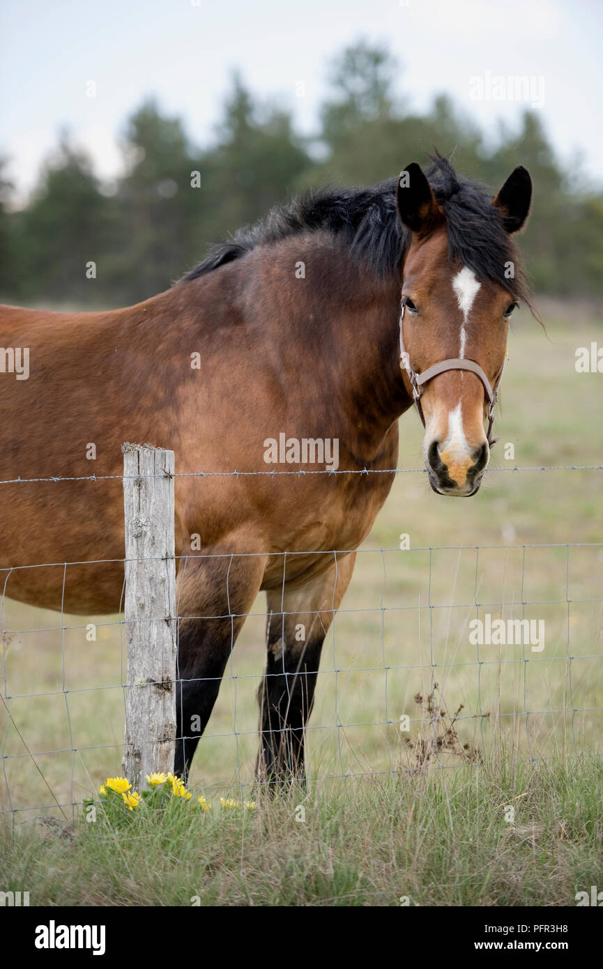 Francia, Gorges du Tarn, bay cavallo in piedi dietro il filo spinato nel campo Foto Stock