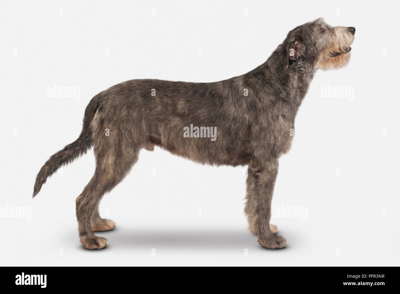 Irish Wolfhound, 21-mese-vecchio cane maschio, brindle Foto Stock