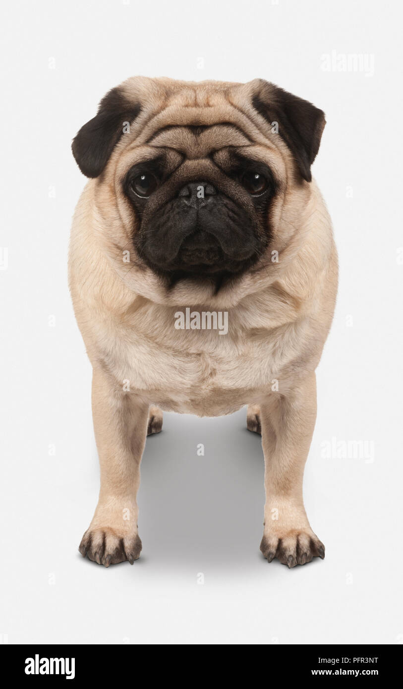 Pug, 2-3-anno vecchio cane maschio Foto Stock