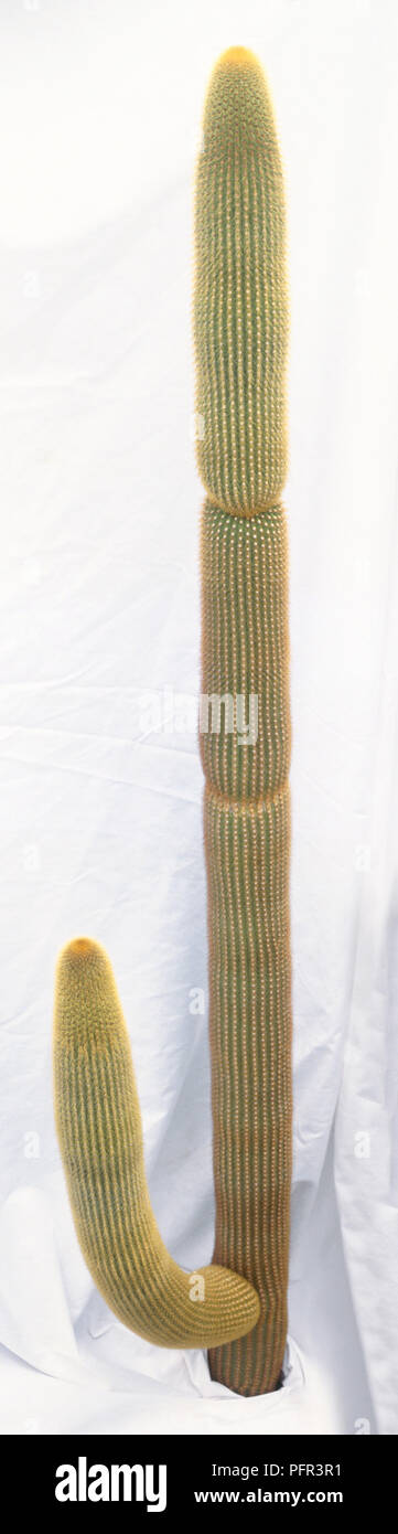 Weberbauerocereus johnsonii (colonna d'Oro), alto, cactus colonnare con albero-come ramo coperti con spine dorate, frastagliata stelo, dove la nuova crescita annua è iniziato Foto Stock