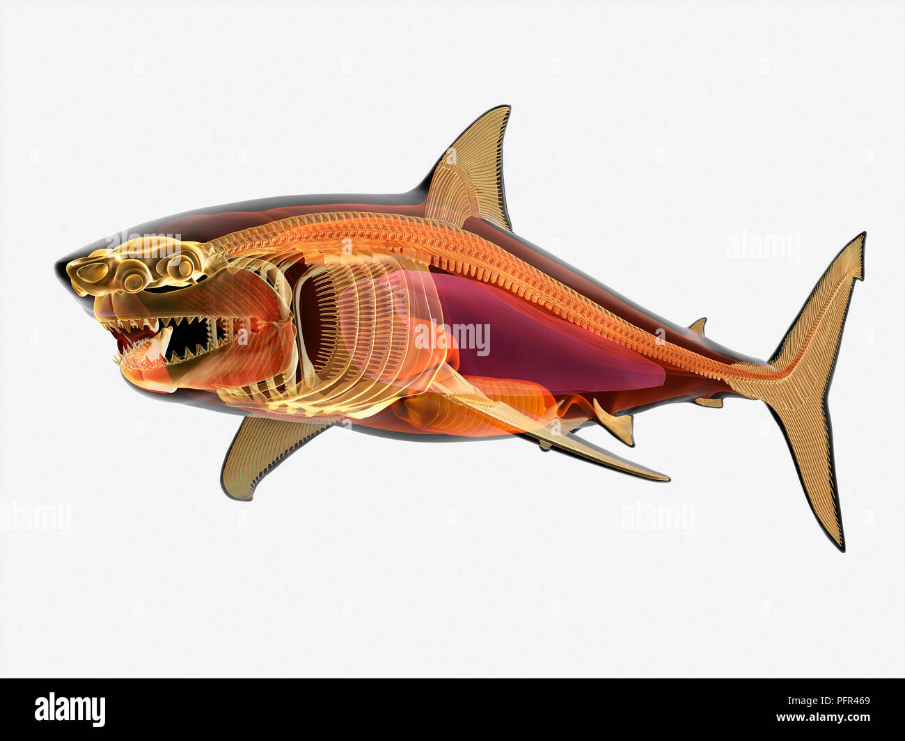 Illustrazione, anatomia del grande squalo bianco (Carcharodon carcharias) Foto Stock