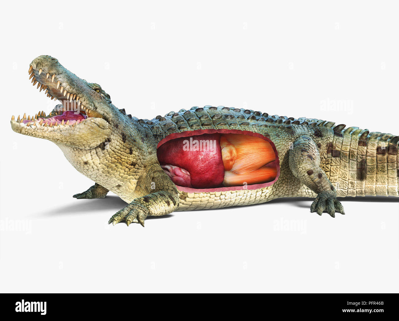 Illustrazione Digitale del coccodrillo di acqua salata con organi interni che mostra, spaccato Foto Stock