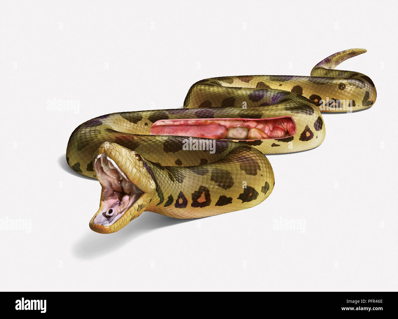 Illustrazione Digitale di anaconda con organi interni visibili, spaccato Foto Stock