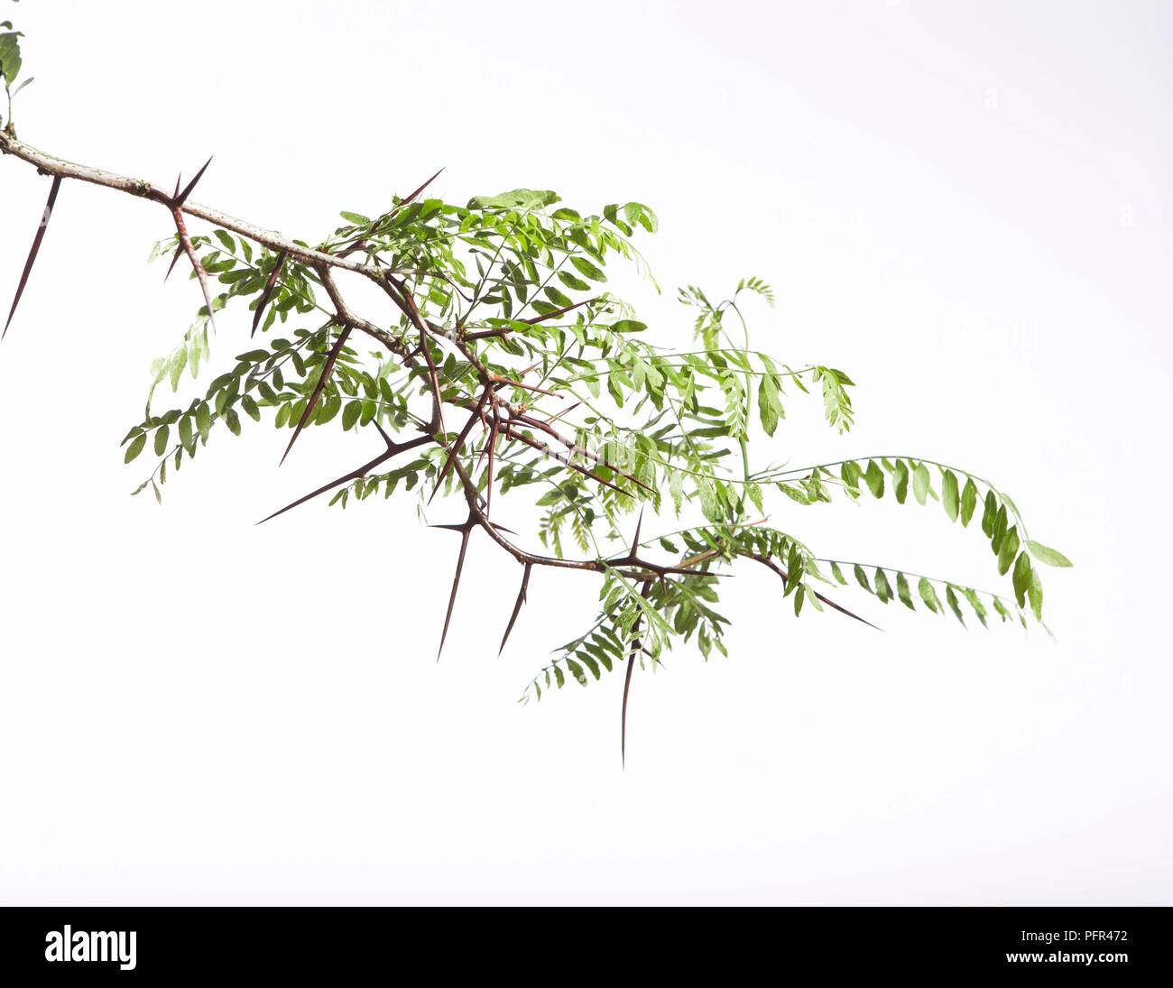 Spine di acacia Foto Stock