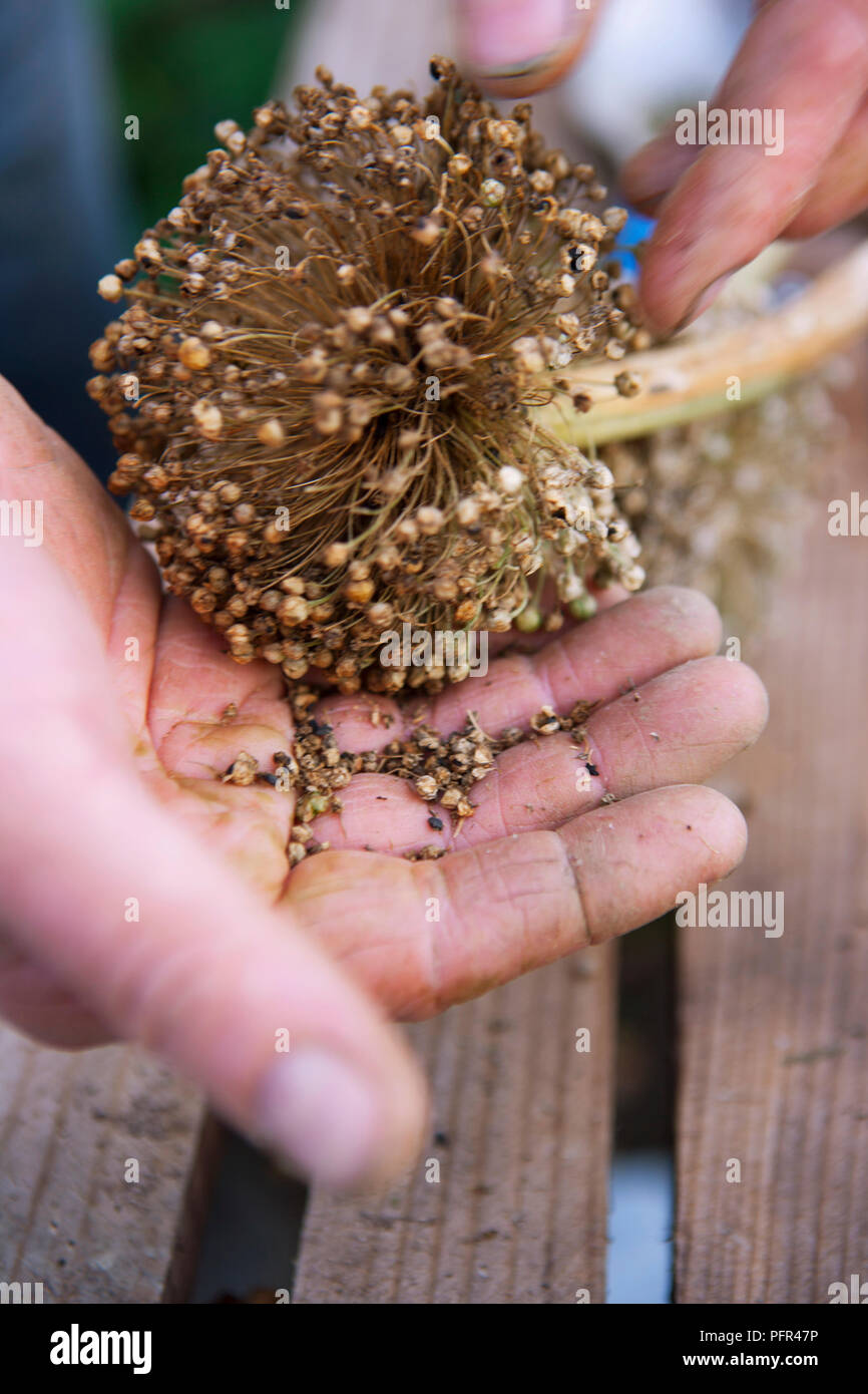 La raccolta di semi da Allium seedhead Foto Stock