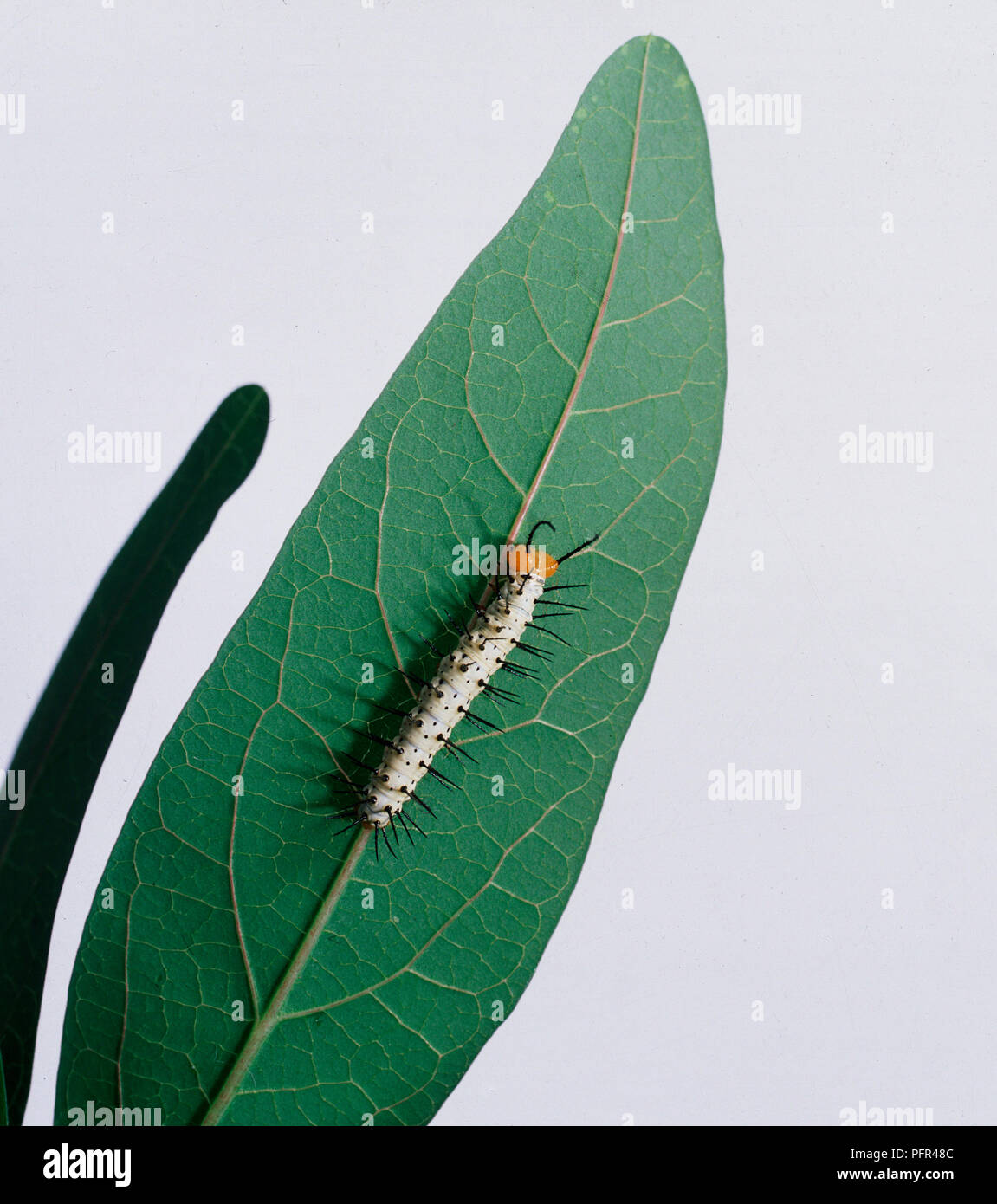 Caterpillar del postino Butterfly Foto Stock