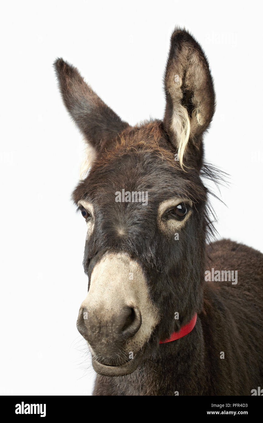 Asino Foto Stock