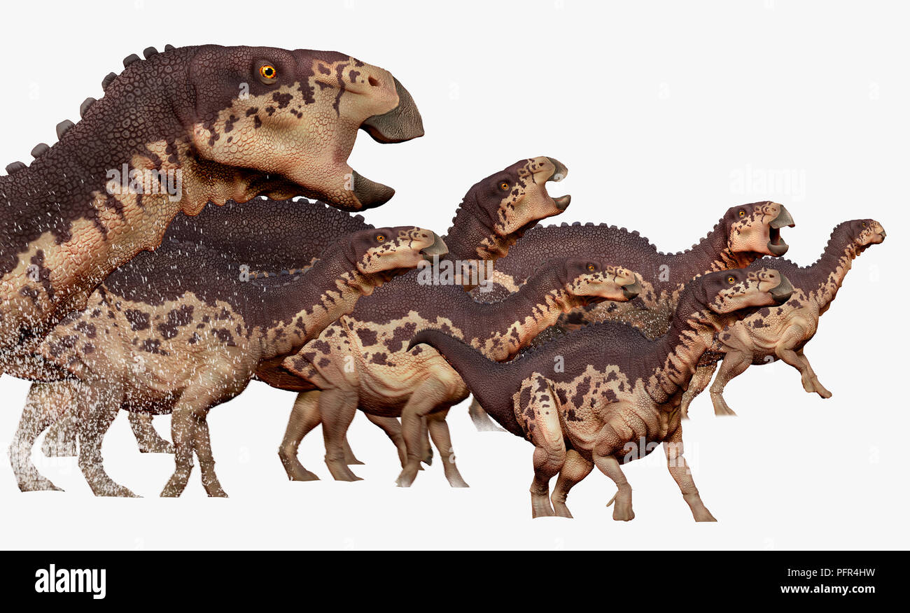 Illustrazione digitale del gruppo di Edmontosaurus, anatra fatturati i dinosauri, tardo Cretaceo era Foto Stock