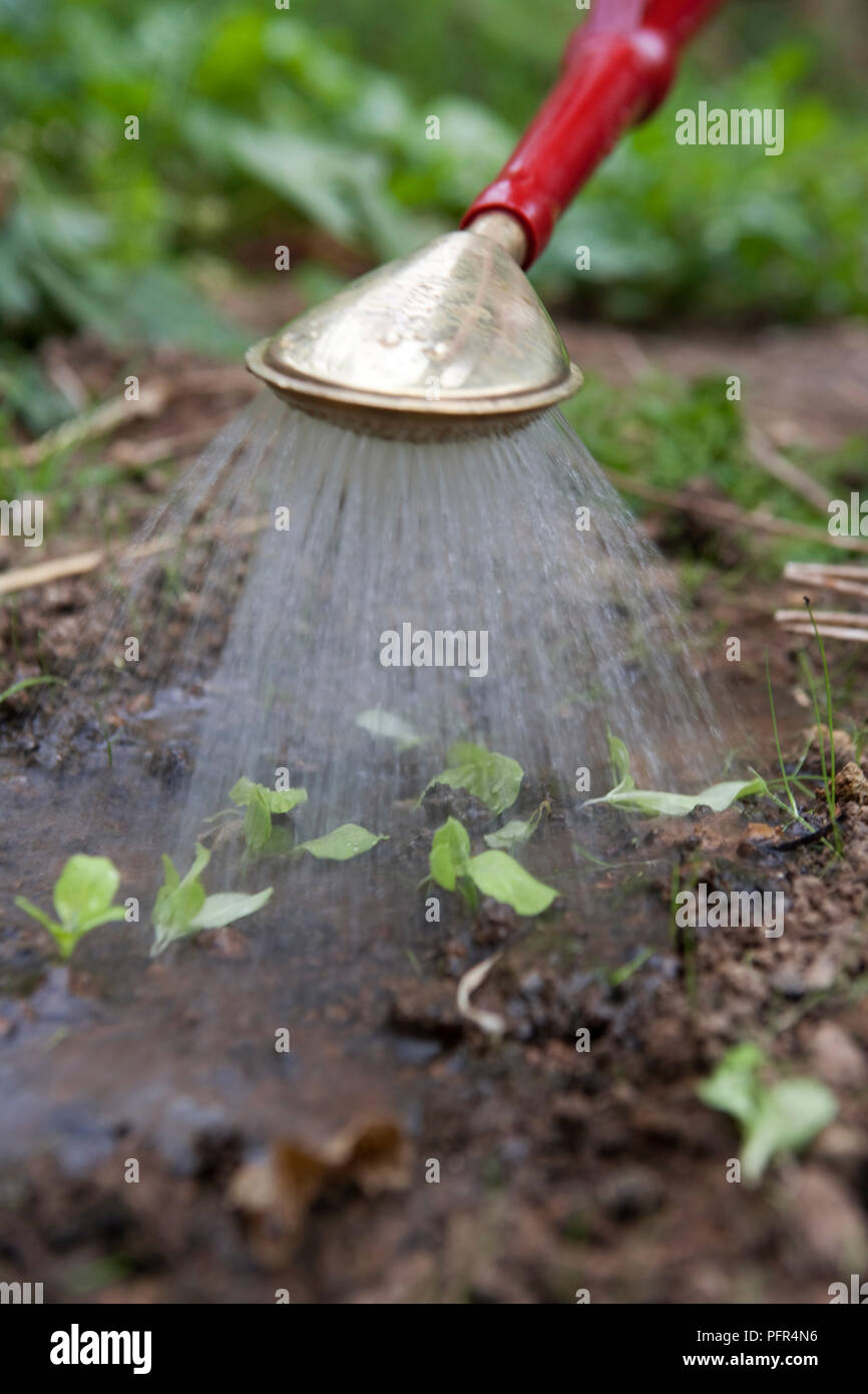 La Lattuga di irrigazione "Tom Thumb', close-up Foto Stock