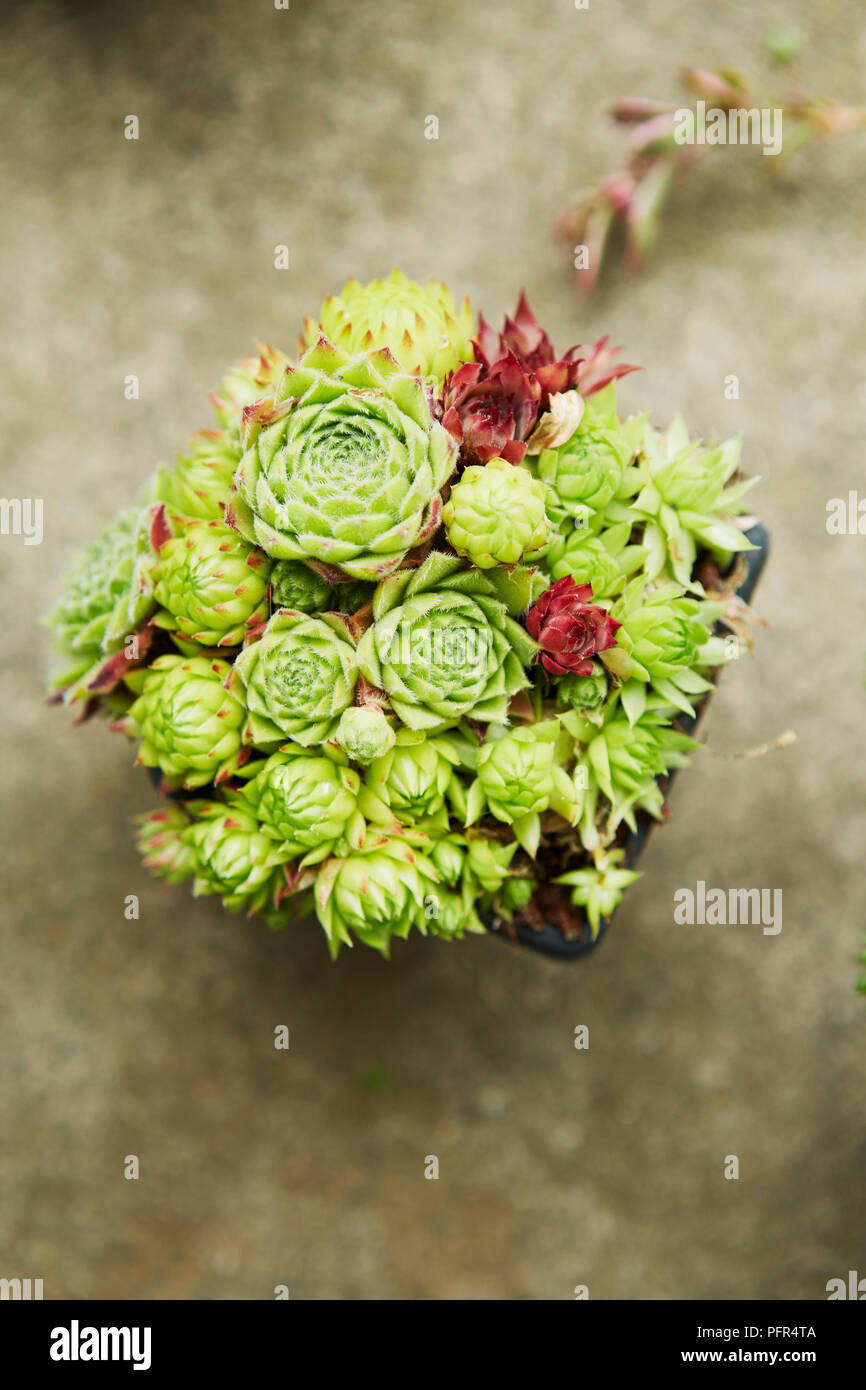 Piante succulente in pentola, Sempervivum 'Grapetone' Foto Stock
