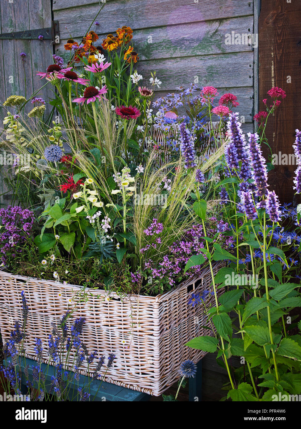 Prato fiore di stile ostacolare Foto Stock
