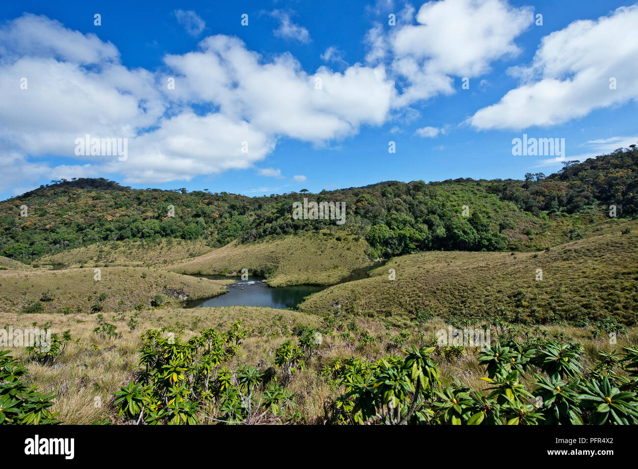 Sri Lanka, provincia di Uva, Nuwara Eliya, Horton Plains National Park, Fiume Foto Stock