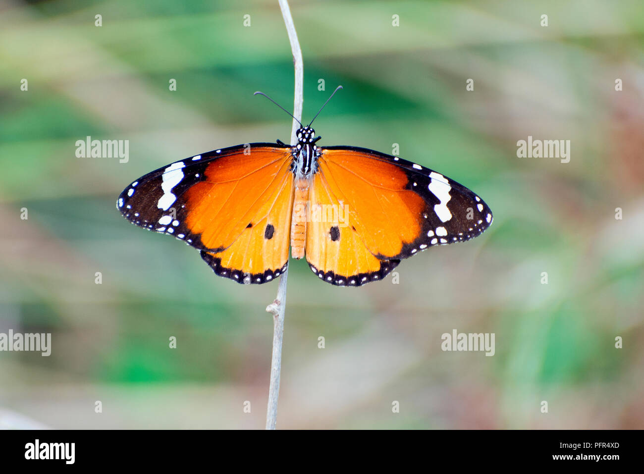 Sri Lanka, Nord provincia centrale, Vavuniya farfalla con ali stese, close-up Foto Stock
