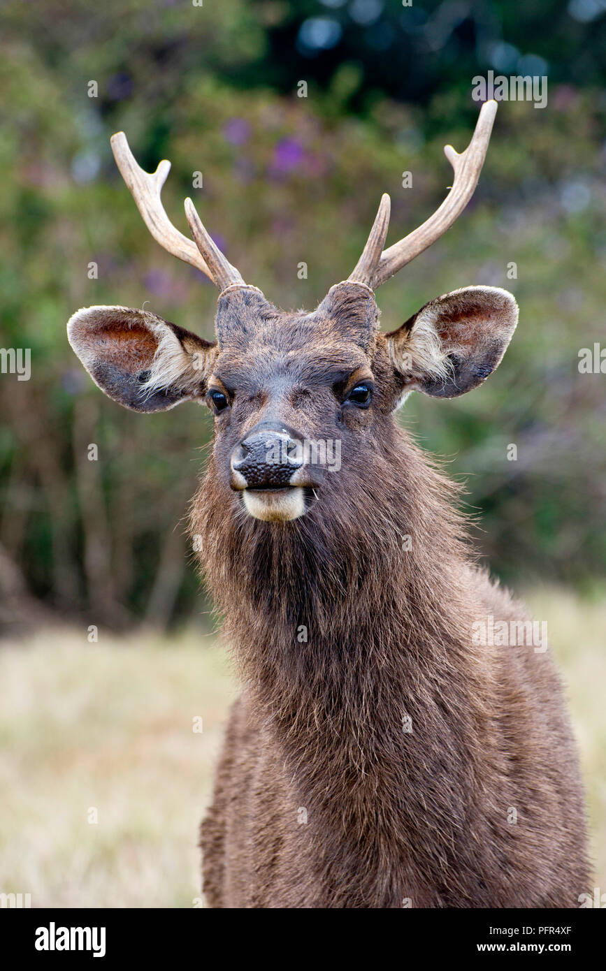 Sri Lanka, provincia di Uva, Nuwara Eliya, Horton Plains National Park, sambar cervo (Cervus unicolo), close-up Foto Stock