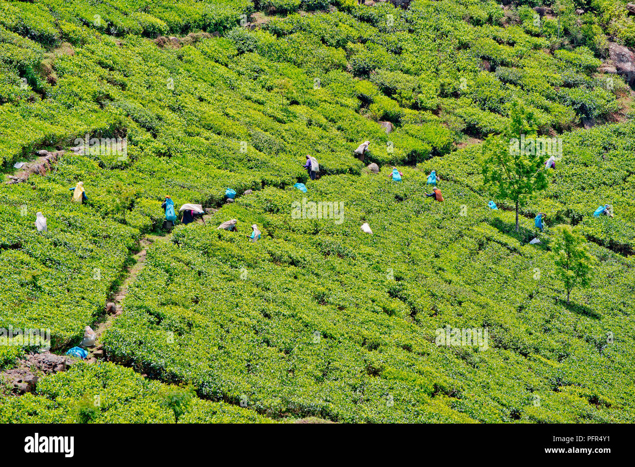 Sri Lanka, provincia di Uva, Haputhale, Dambatenne tè Area di fabbrica, vista la piantagione di tè Foto Stock
