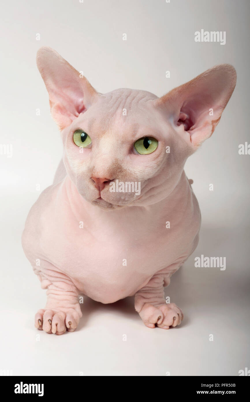 Bambino glabre cat Foto Stock