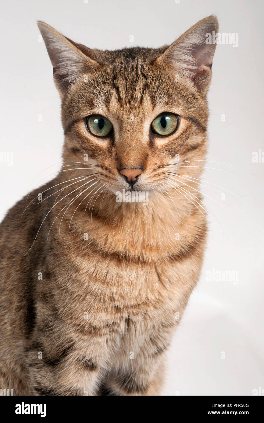 Il Savannah F6 Shorthair Cat Foto Stock