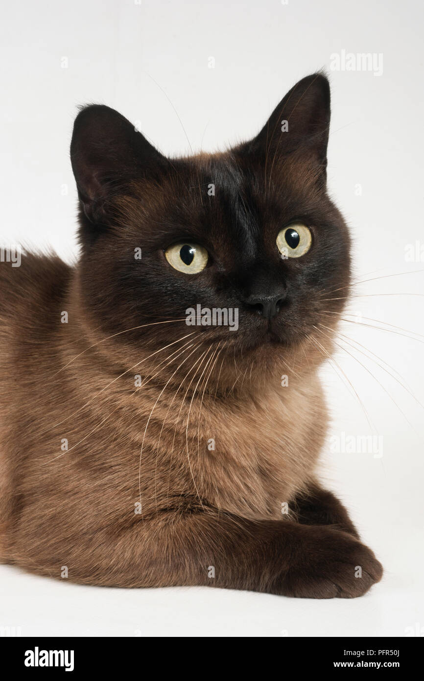 Munchkin Shorthair Cat Foto Stock