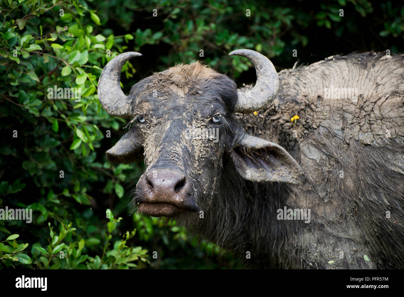 Sri Lanka, della Provincia Meridionale, Tissamaharama, bufalo d'acqua, close-up Foto Stock