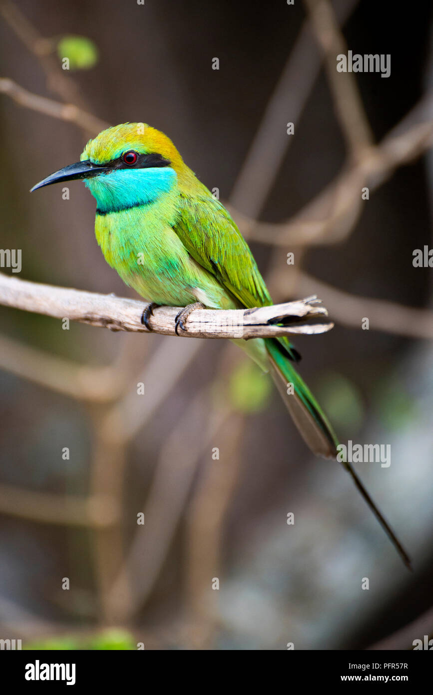 Sri Lanka, della Provincia Meridionale, Tissamaharama, Yala National Park, bird appollaiate sul ramo Foto Stock