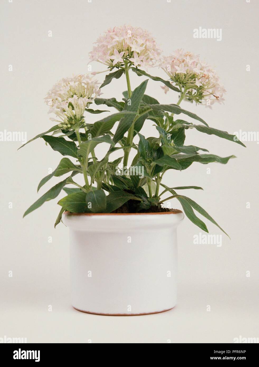 Pentas lanceolata (egiziano star cluster) con forma a lancia di foglie e di rosa-bianco le teste dei fiori Foto Stock