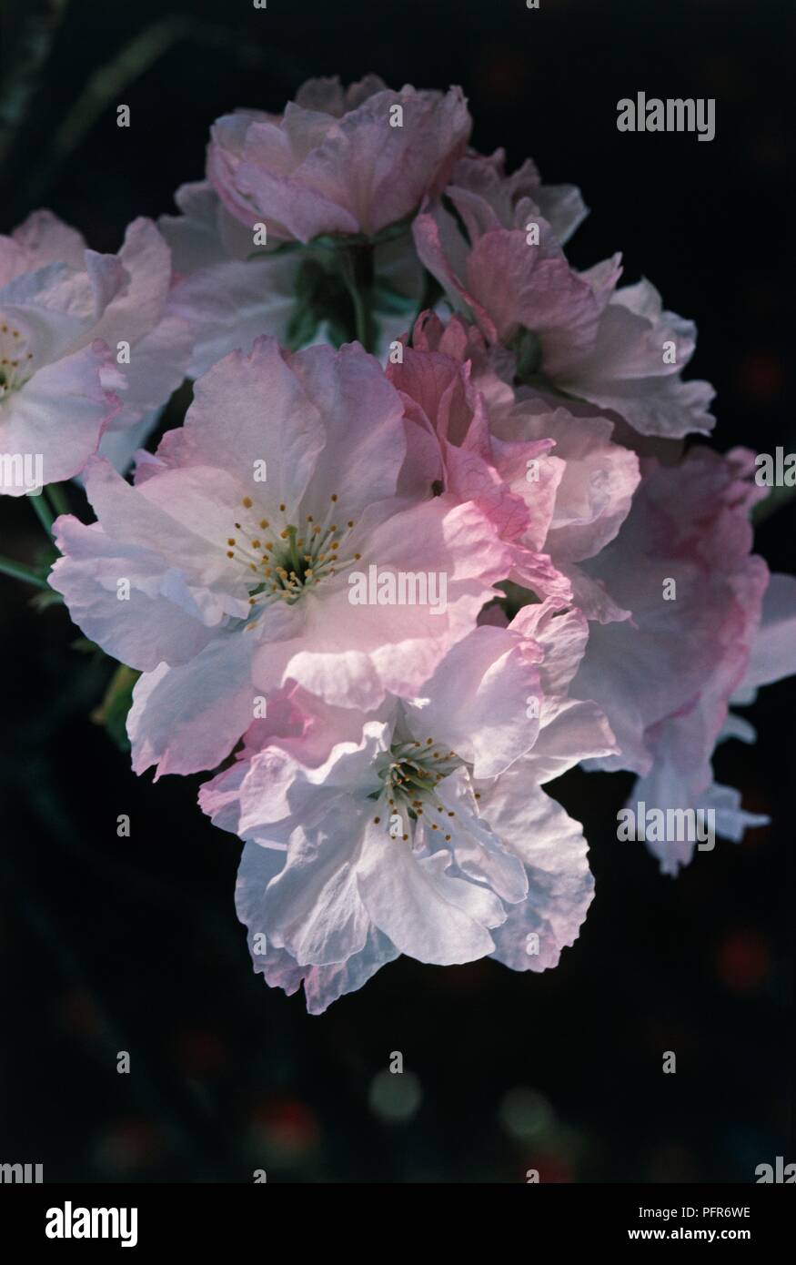 Prunus 'Hokusai' (Giapponese fioritura ciliegio), cluster di semi-doppio di fiori di colore bianco con sfumatura rosa Foto Stock