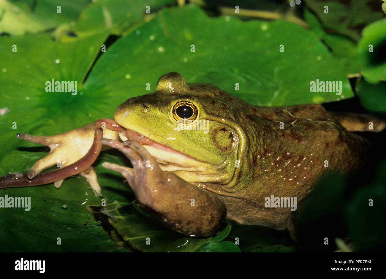 Bullfrog (Rana catesbeianus) o (Lithobates catesbeianus) mangiare un lombrico in una palude in SW Idaho Foto Stock