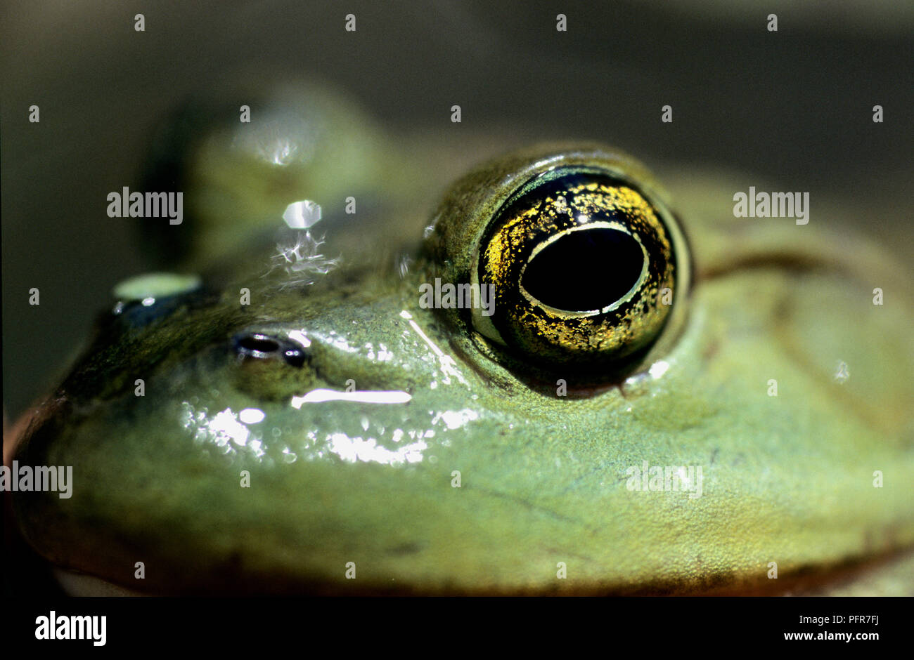 Bullfrog (Rana catesbeianus) o (Lithobates catesbeianus) in una palude in SW Idaho Foto Stock