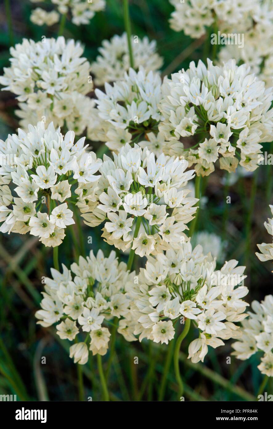 Umbels di fiori bianchi da Triteleia hyacinthina, close-up Foto Stock