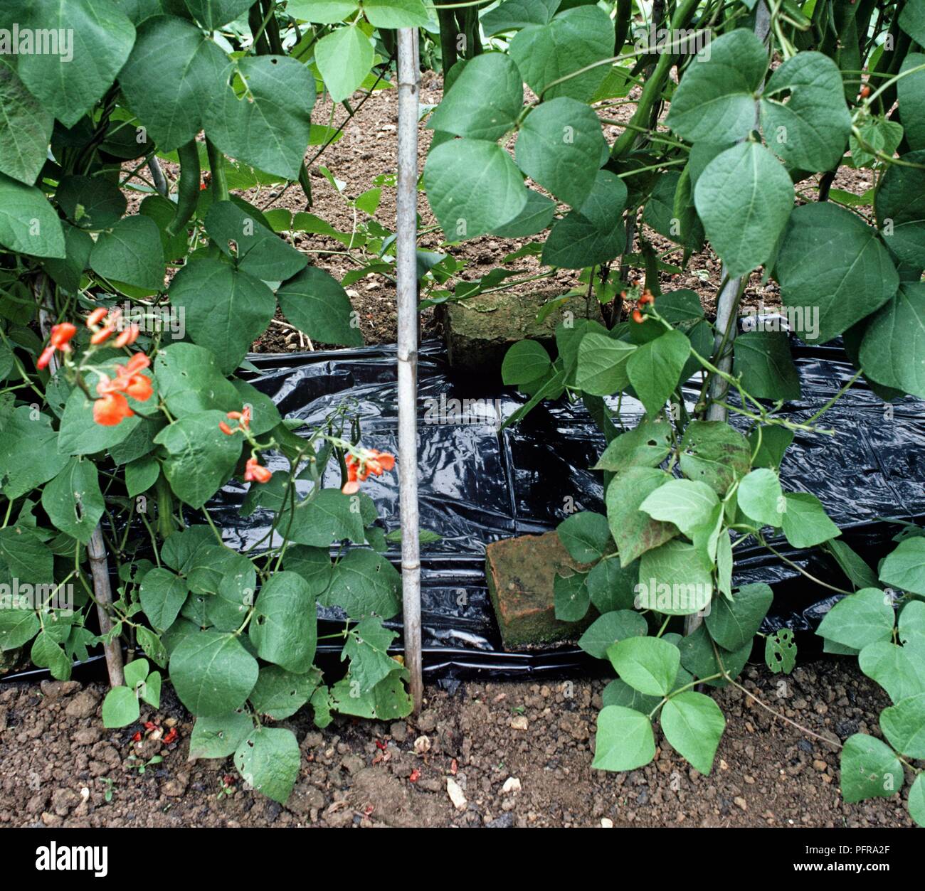 Utilizzando polietilene nero per inibire la crescita di infestanti in un orto, runner pianta di fagiolo Foto Stock