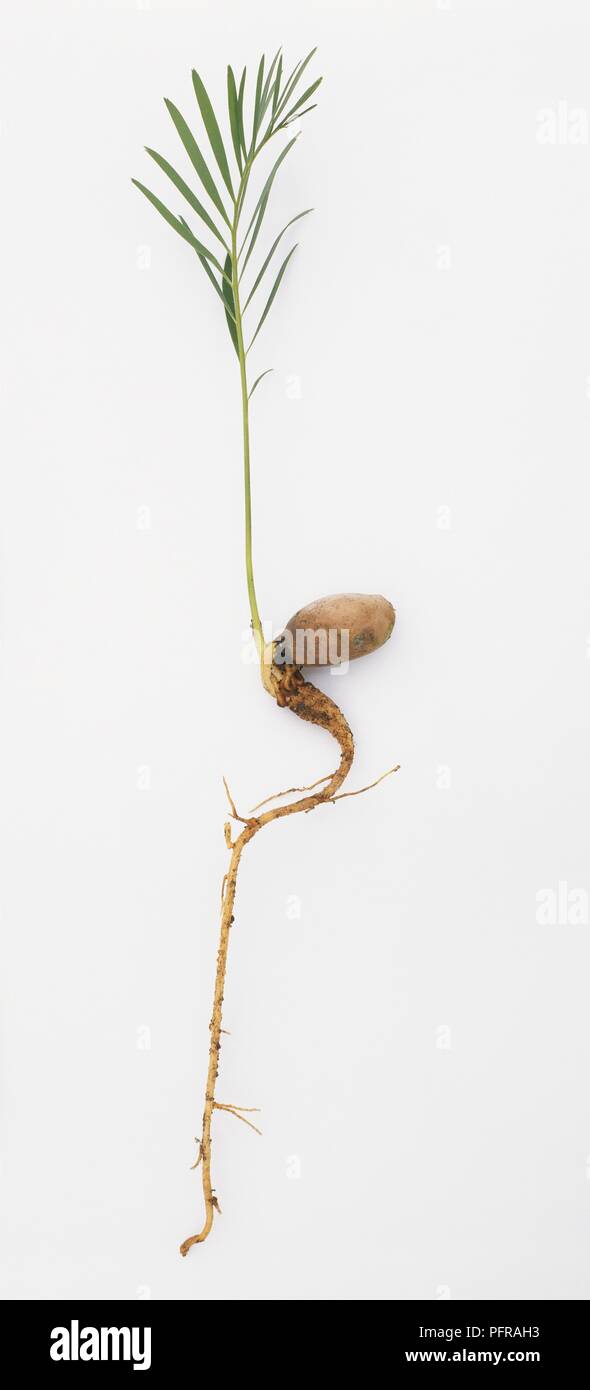 Macrozamia moorei piantina con la crescita di cima, sparare e radice emergente dal seme, e una lunga e fragile radice Foto Stock