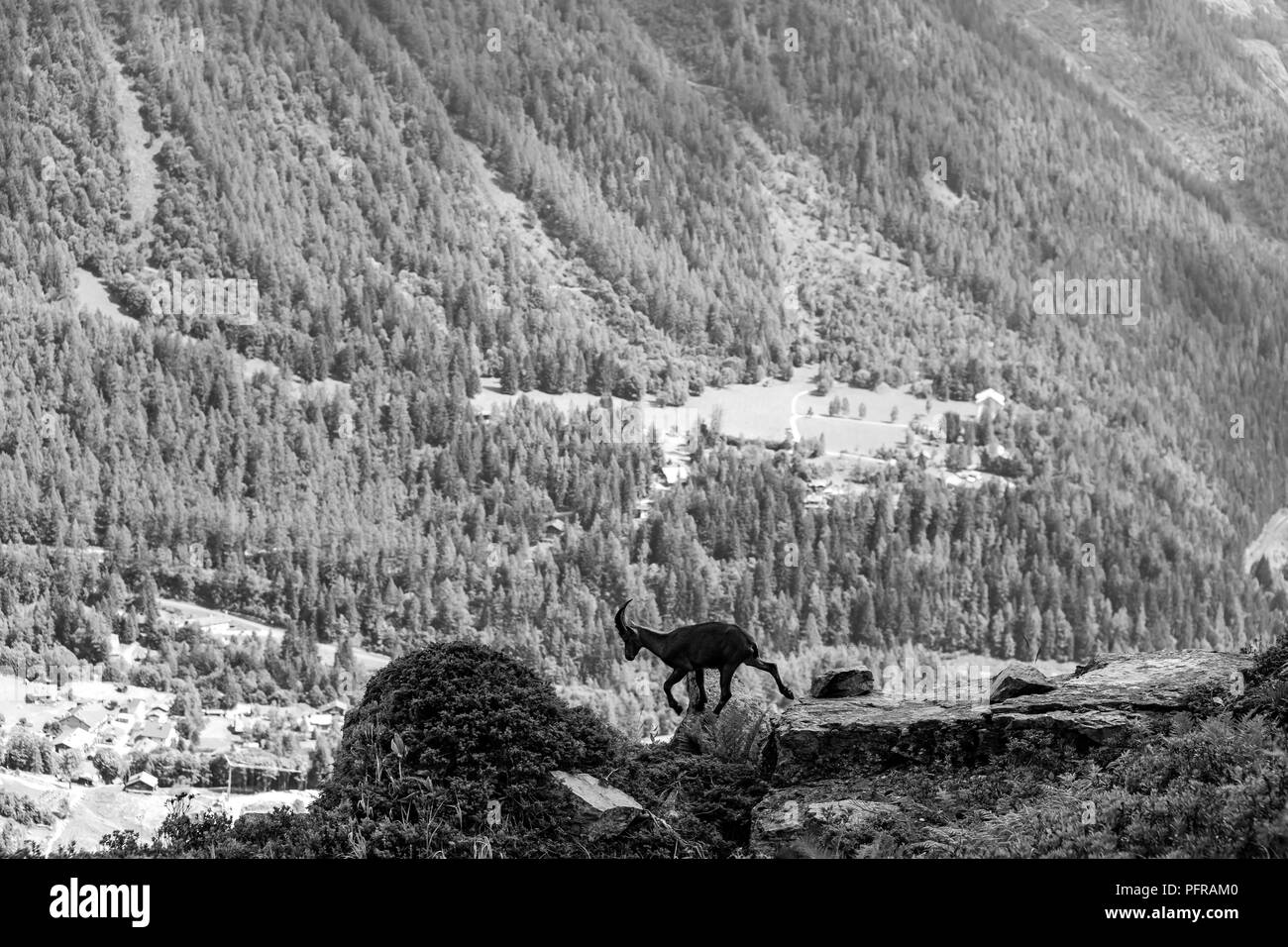 Alpine Ibex ritratto in alta montagna e di capra selvatica nella vita naturale, estate Foto Stock
