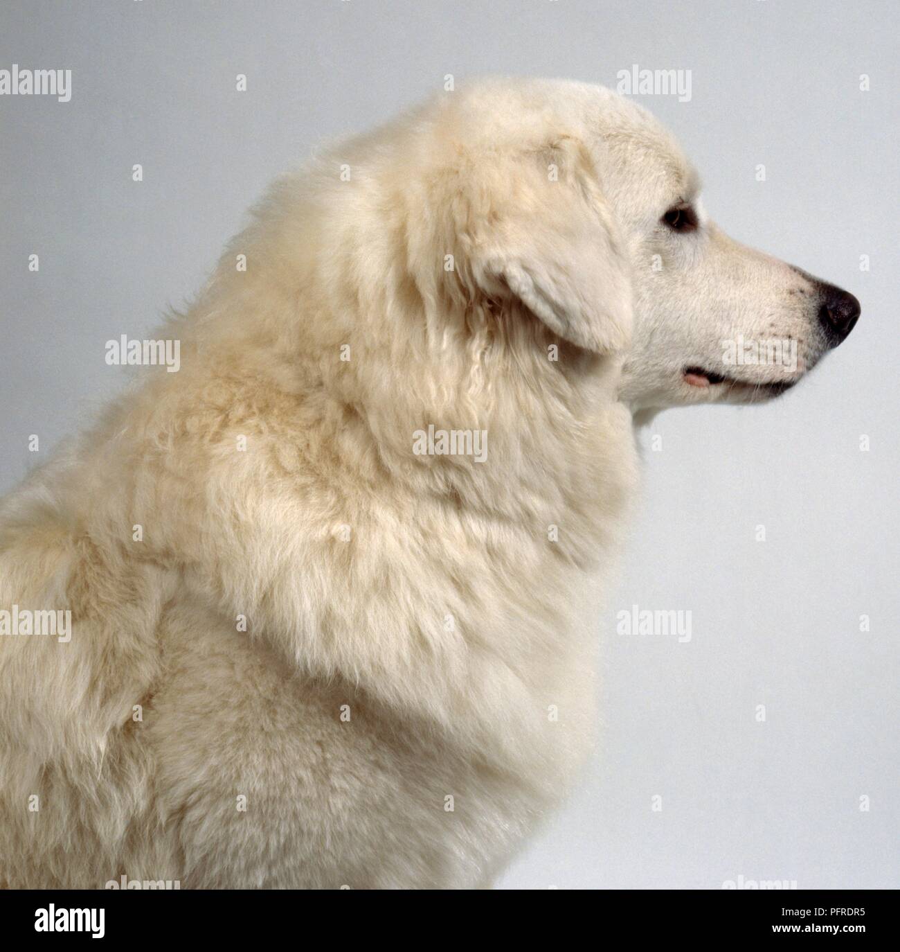 Lo slovacco Cuvac cane, testa in profilo Foto Stock