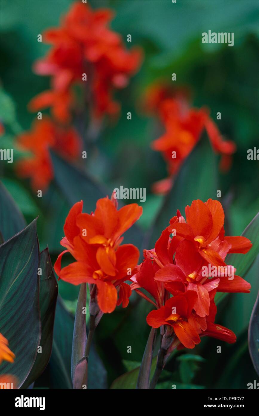 Canna "Verdi" con i fiori d'arancio e fiori emergenti, close-up Foto Stock
