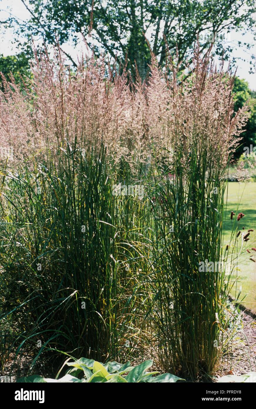 Calamagrostis 'Karl Foerster" (giù Redd erba) tall ciuffo di erba di formatura con fiori in cima ad alte lame Foto Stock