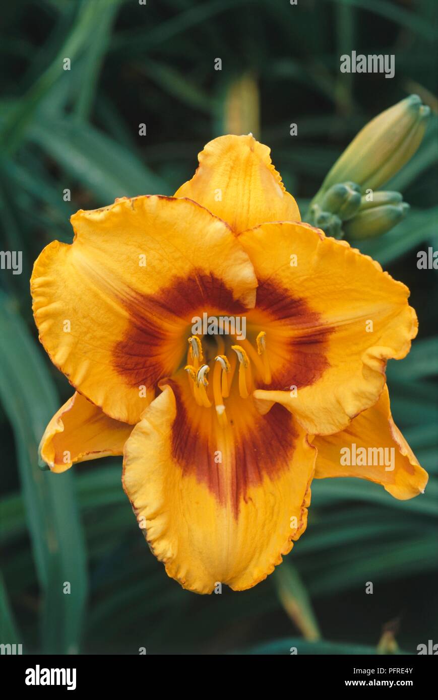 Arancione e giallo fiore di Hemerocallis "ingannare me' (Daylily)con boccioli e elaves verde Foto Stock