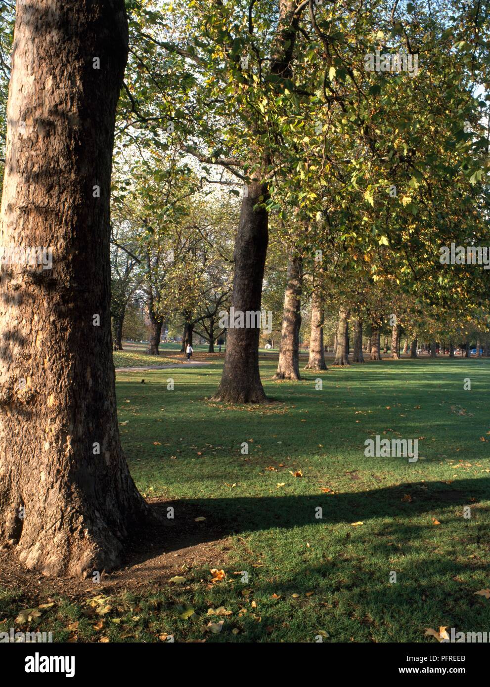 Gran Bretagna, Inghilterra, Londra, Hyde Park, inizio autunno Foto Stock