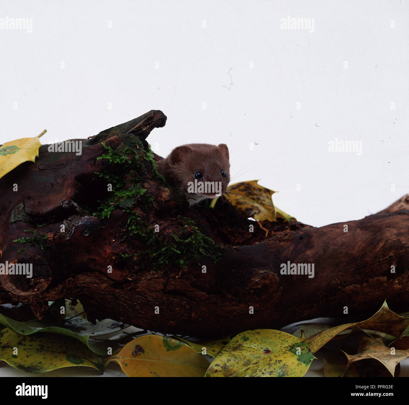 Testa di almeno donnola (Mustela nivalis), picco da dietro il registro vista anteriore Foto Stock