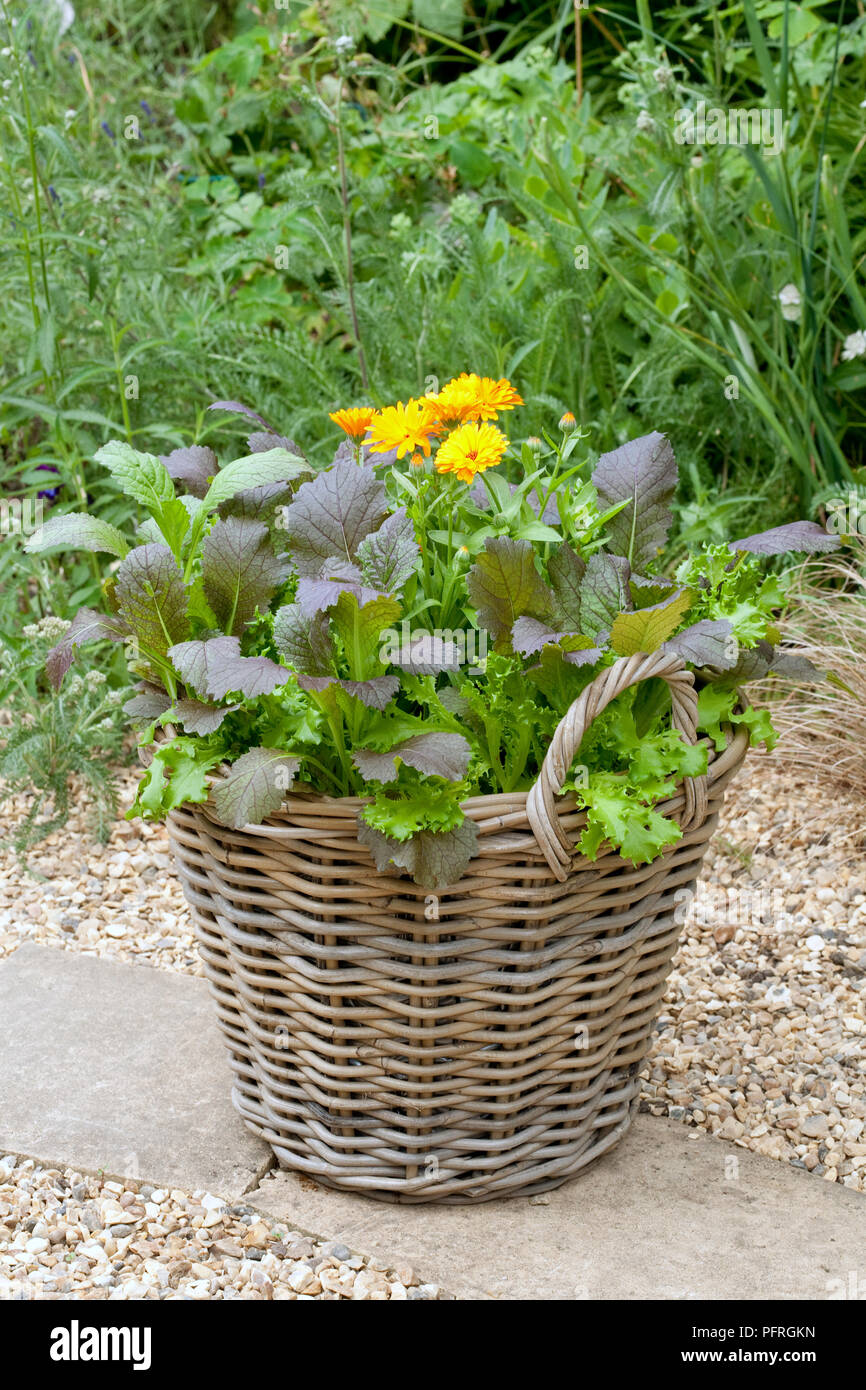 Pot Le calendule, senape "Red Giant' e lattuga verde 'fronzoli' nel cesto di vimini sul percorso del giardino Foto Stock