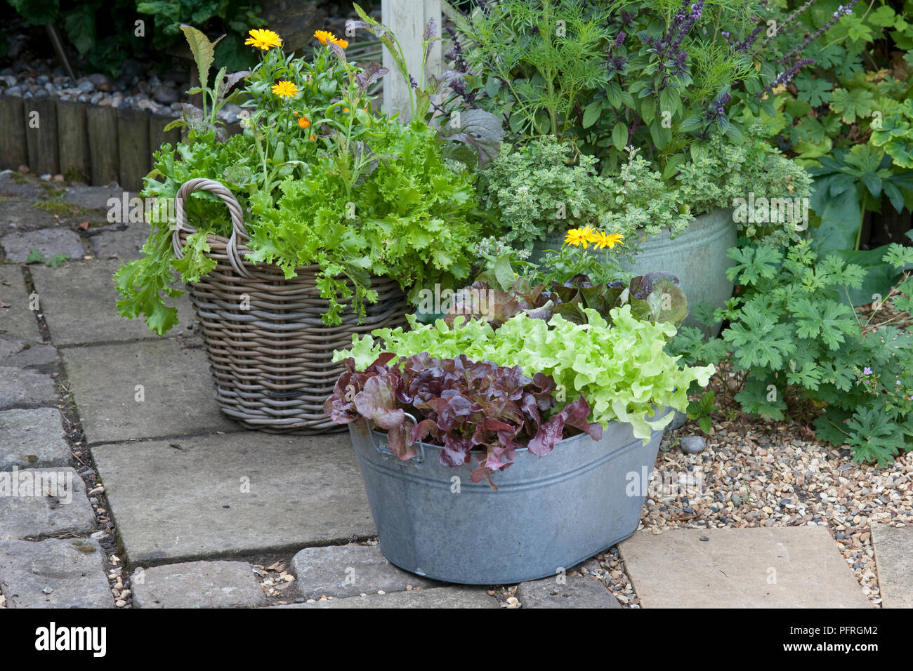 La lattuga e il giallo calendula piante in contenitore metallico e cesto di vimini sul percorso del giardino Foto Stock