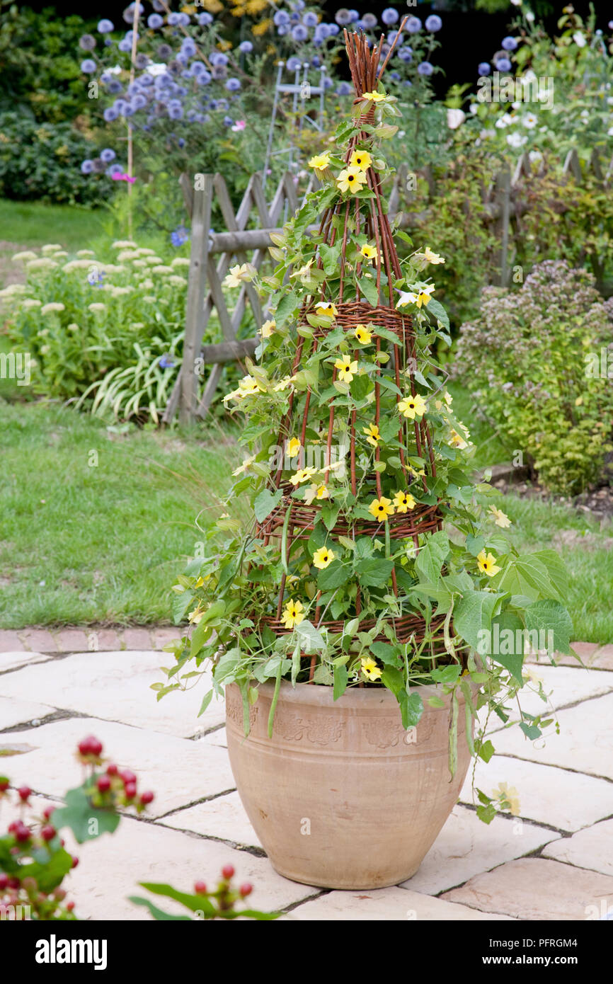 Pianta Thunbergia In Vaso 7cm - Pianta Rampicante Da Esterno, Facile Da Coltivare - Foto 10