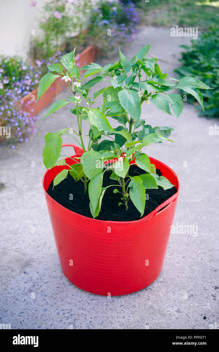 Il capsicum (Peperone rosso) piante che crescono in rosso vasca sul percorso del giardino Foto Stock